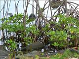 Parque Nacional Laguna del Condado - SAN JUAN
